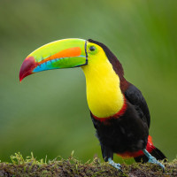 Keel-billed Toucan